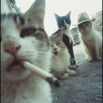 cat mafia meme