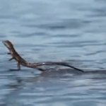 lizard running on water GIF Template