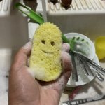 Sponge