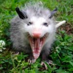 Sad Possum