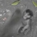monkey hug GIF Template