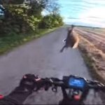 Bunny vs. Roller