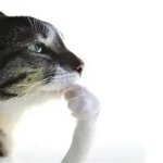 Thinking cat