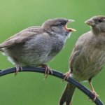 Bird yelling at another bird