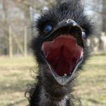 Laughing Emu meme