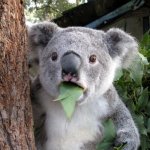 What | Teacher: kindness is a disease, so spread it
Kid: *coughing* I need medicine!
Teacher: | image tagged in memes,surprised koala | made w/ Imgflip meme maker