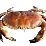 Crab