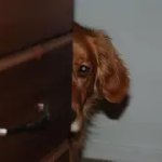 peeking puppy