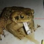 life's tough frog