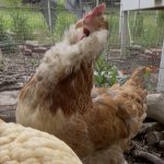 Chicken scream