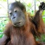 monkey with down syndrom