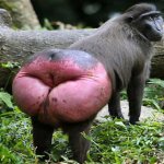 Monkey Butt