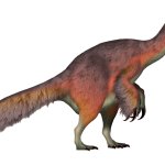 Duonychus