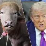 Donald Trump VS Donald Trump