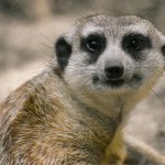 animal that hid the pain