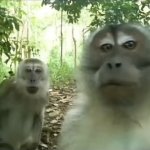 Monkey wake up