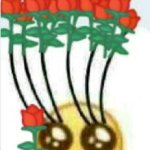 Rose Eyelashes