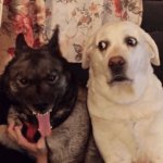 Freaky dog