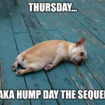 When will this week end?!? | Thursday... Aka Hump Day The Sequel | image tagged in too hungover,memes,dogs,thursday,hump day,work week | made w/ Imgflip meme maker