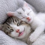 Kitty love meme