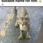 Funny | Paw paw | image tagged in funny,cat,name,paw patrol,grey,pets | made w/ Imgflip meme maker