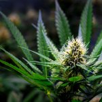 Evil Weed