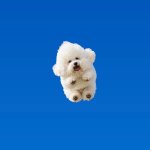 Joyous dog
