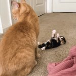 Helpless kitten ignored by mom template