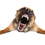 Angry Dog