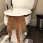 toilet poop cat