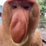 Proboscis monkey GIF Template