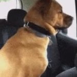 Dog Shaking GIF Template