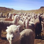 judgdamental llamas