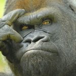 Monkey thinking