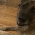 Penny the dog meme