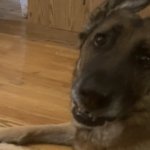 Penny the dog | Can I haz; Chickum? | image tagged in penny the dog,fun stream,subscribe | made w/ Imgflip meme maker