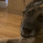 Penny the German shepherd