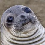 Advice Animals - Awkward Moment Sea Lion