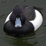 Advice Animals - Angry Advice Mallard