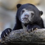 Advice Animals - Confession Bear