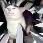 cat with blades