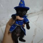 Wizard Kitty