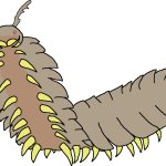 Female Arthropleura (Paleoverse + EOIverse)