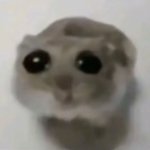 Sad hammy