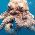 Unamused Octopus