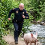 Cop chases pig
