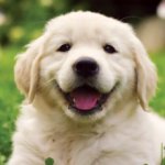 happy dog