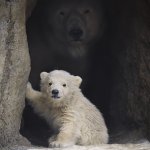 Momma bear protecting cub