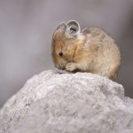 sad pika