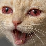 Stoned Cat